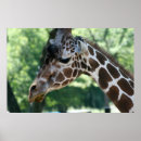 Search for giraffe posters Mammal