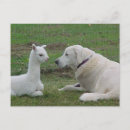 Search for herd dog postcards Herding