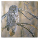 Search for canada tiles Wildlife