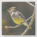 Search for wild coasters Photograph