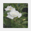 Search for budding magnets Roses