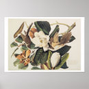 Search for cuckoo posters Audubon