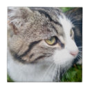 Search for pet photo tiles Cat