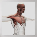 Search for sternum Chest