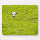Search for sheep lamb mousepads Livestock