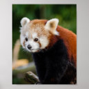 Search for red panda posters Cute