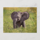 Search for elephant calf postcards Maasai mara national reserve