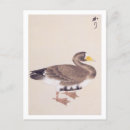 Search for vintage bird drawing postcards Nature
