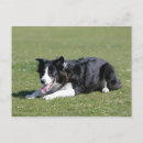 Search for border collie postcards Canine photographer