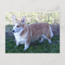 Search for pembroke corgi postcards Sable