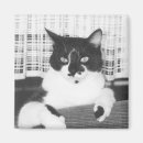 Search for companion magnets Kitty