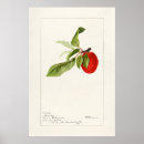 Search for pomegranate fruit posters Vintage