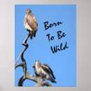 Search for red tailed hawk posters Hawks