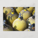 Search for scuba diving postcards Swimming