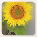 Search for sunflowers coasters Bright