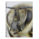 Search for compound eye Bee