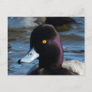 Search for wild duck postcards Birds