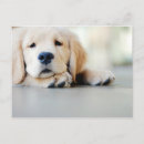 Search for golden retriever puppies postcards Pet