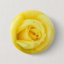 Search for yellow rose badges Beautiful