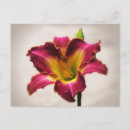 Search for cherokee postcards Flower