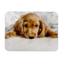 Search for cocker spaniel magnets Cute