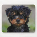 Search for yorkie lover electronics Pet
