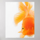 Search for looking at camera posters Animal
