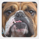 Search for english bulldog stickers Animals