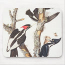Search for audubon mousepads James