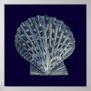 Search for indigo posters Seashells