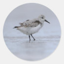 Search for sea shore stickers Bird