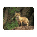 Search for kit magnets Pup