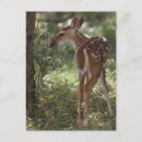 Search for odocoileus postcards White tailed deer