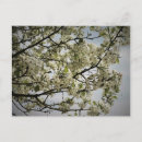 Search for springtime postcards Photography