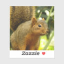 Search for grey squirrel stickers Nature