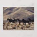 Search for mustang wild horses postcards Mountains