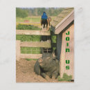 Search for hogs invitations Party