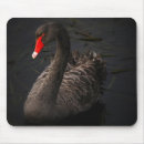 Search for bird in black electronics Swan