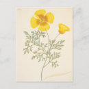 Search for flower illustration postcards French