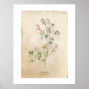 Search for vintage wildflower posters Antique