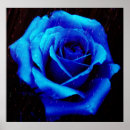 Search for blood rose art Black