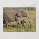 Search for africana postcards Wildlife