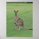 Search for joey kangaroo posters Wildlife
