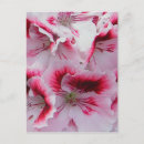 Search for regale postcards Geranium