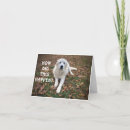 Search for great pyrenees birthday Funny