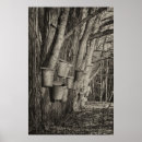 Search for maples posters Tree