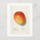 Search for mango postcards Botanical