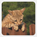 Search for savannah stickers Cat