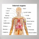 Search for internal organs posters Chart