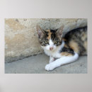 Search for calico kitten art Kitty